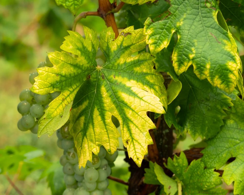 Difference Between Chlorosis And Necrosis Sitename