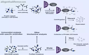 Coimmunoprecipitation