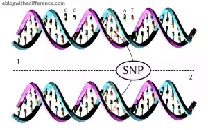 Haplotype