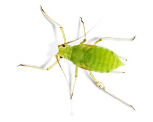 Aphid