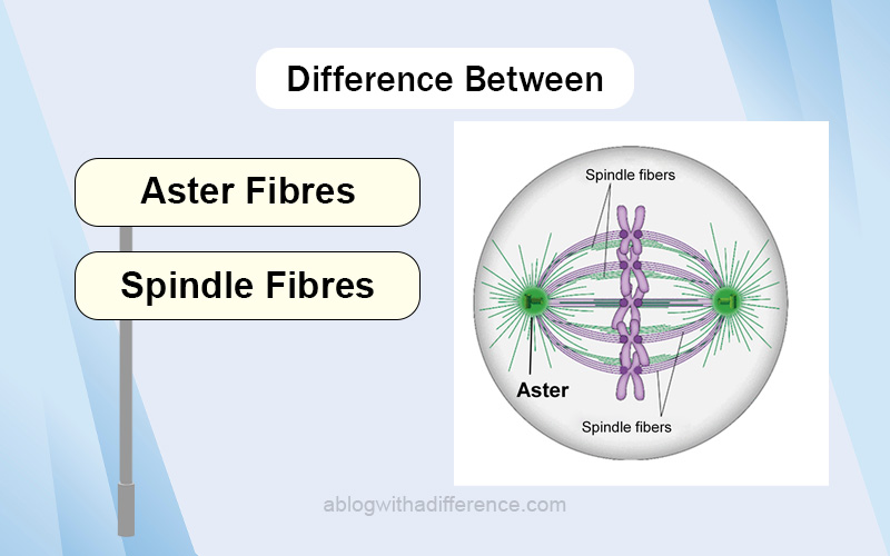 Difference Between Aster and Spindle Fibres