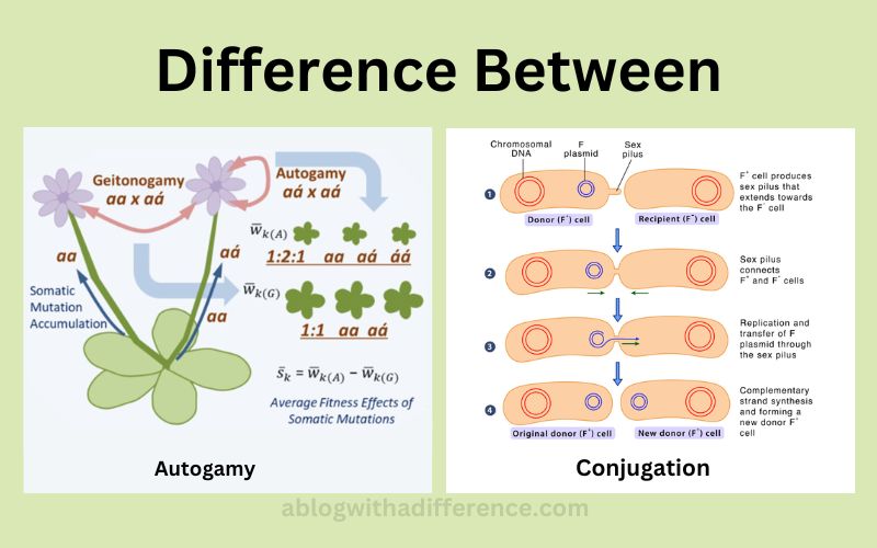 Difference Between Autogamy and Conjugation
