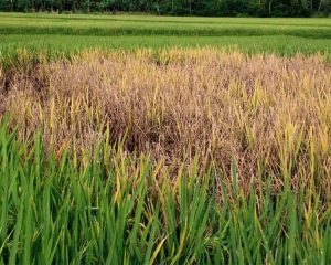 Bacterial Leaf Blight