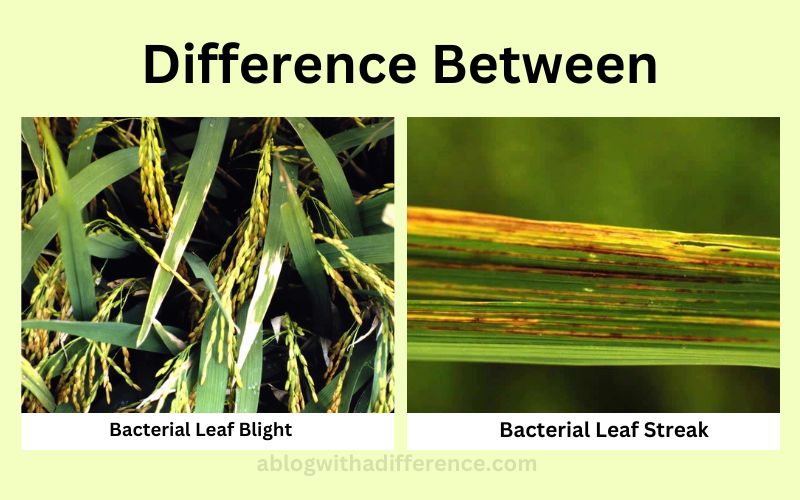 Bacterial Leaf Blight and Bacterial Leaf Streak