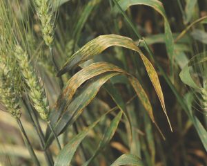 Bacterial Leaf Streak