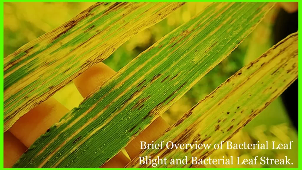 Brief-Overview-of-Bacterial-Leaf-Blight-and-Bacterial-Leaf-Streak