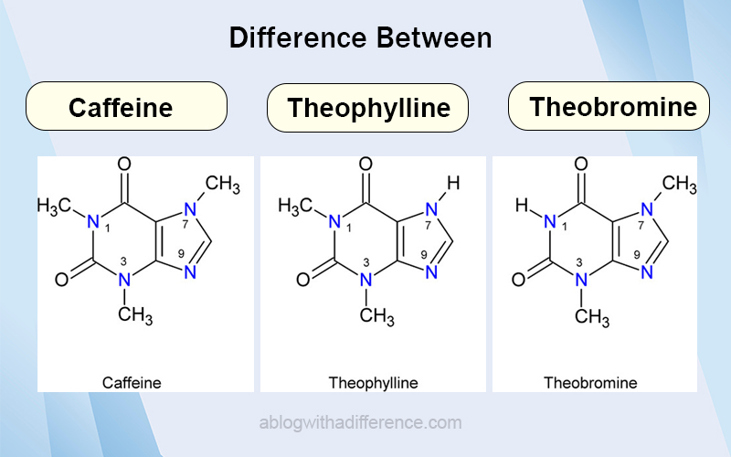 Caffeine Theobromine and Theophylline