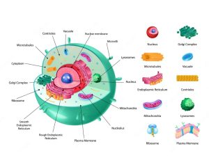 Cell