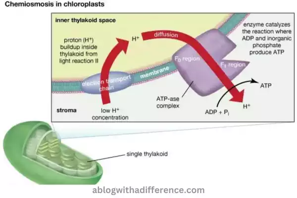 Chemiosmosis in chloroplasts