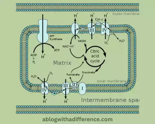 Chemiosmosis in mitochondria