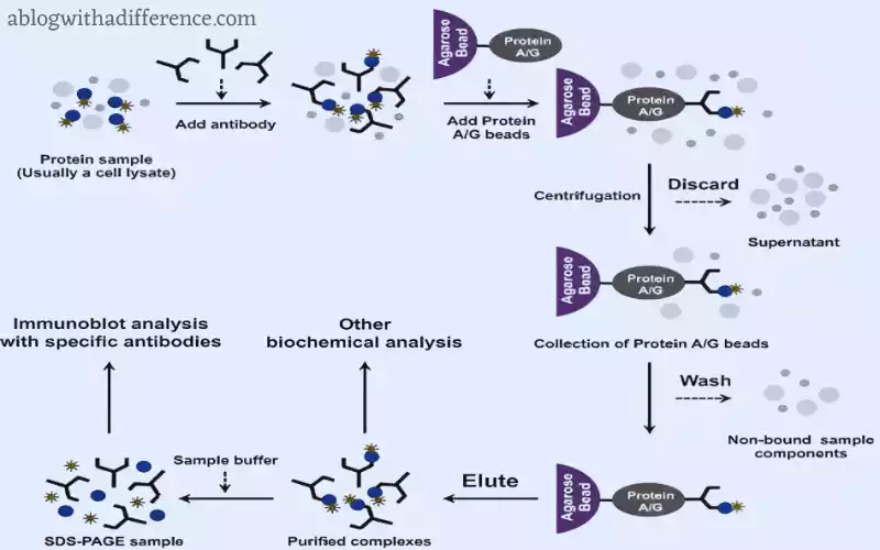 Coimmunoprecipitation