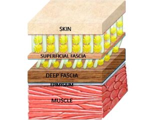 Deep Fascia