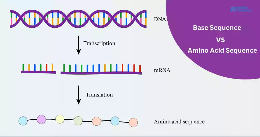 Difference Between Base Sequence and Amino Acid Sequence