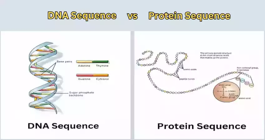 Difference Between DNA and Protein Sequence