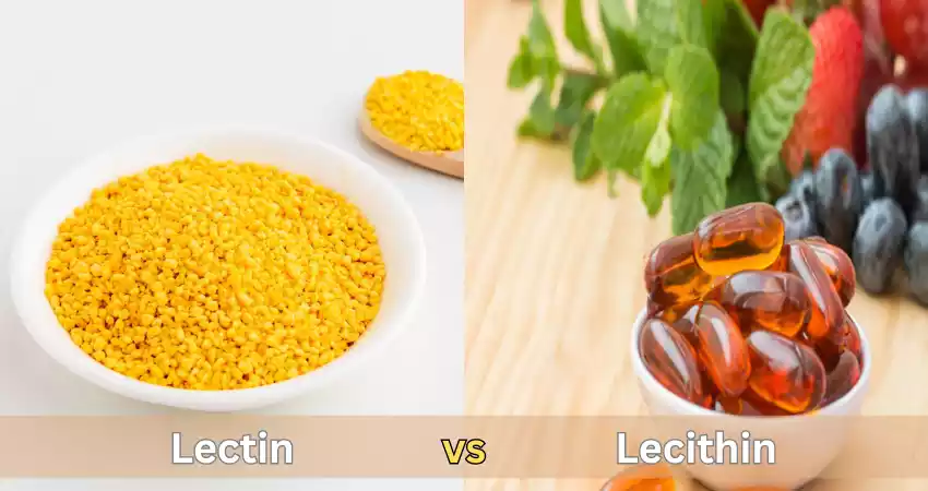 Difference Between Lectin and Lecithin