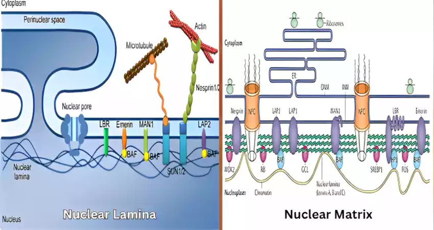 Difference Between Nuclear Lamina and Nuclear Matrix