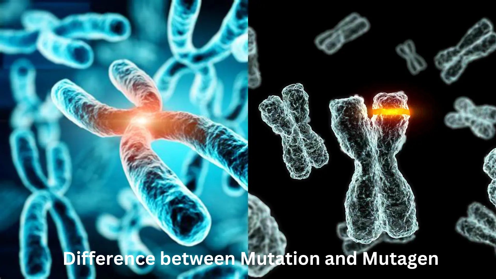 Difference-between-Mutation-and-Mutagen