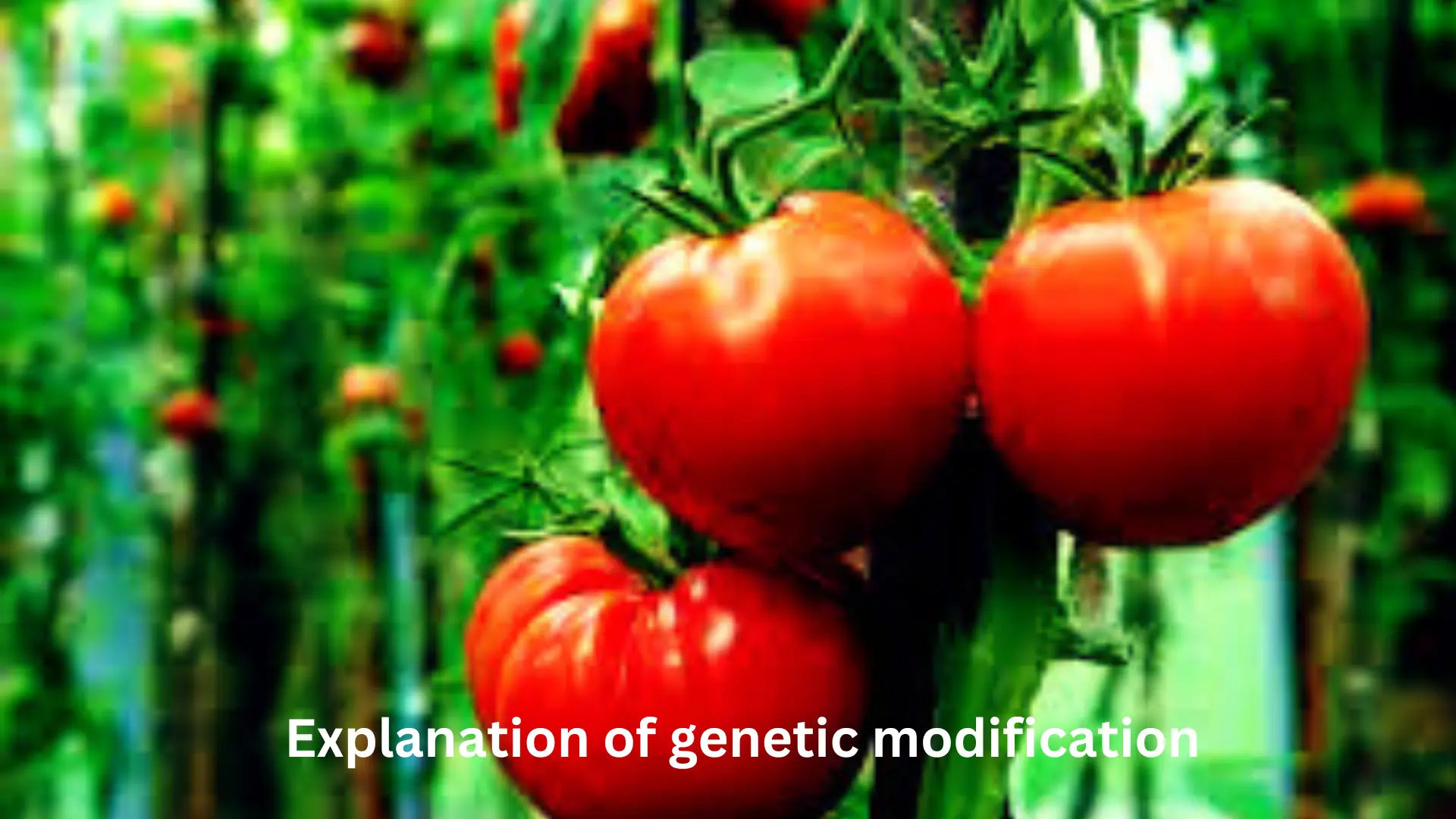 Explanation-of-genetic-modification.