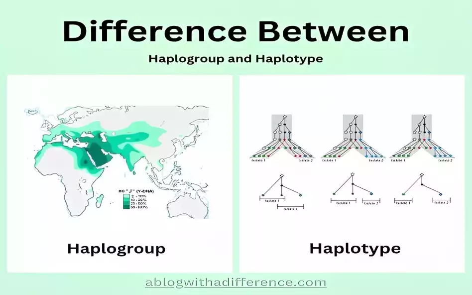 Haplogroup and Haplotype