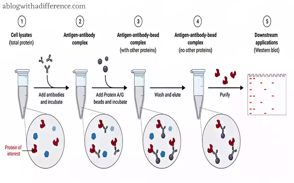 Immunoprecipitation