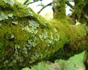 Lichen