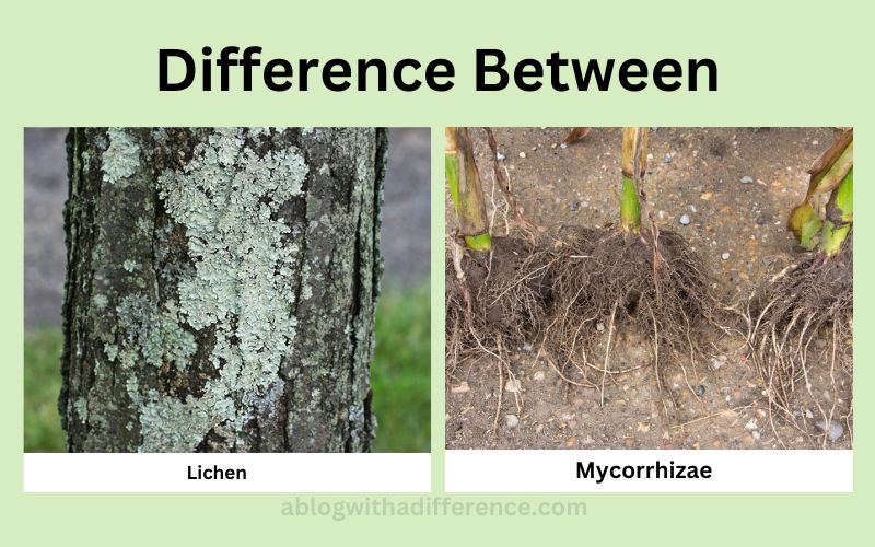Difference Between Lichen and Mycorrhizae