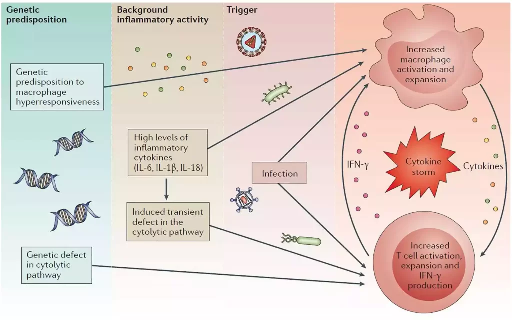 Macrophage activation syndrome (MAS)