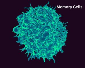 Memory Cells