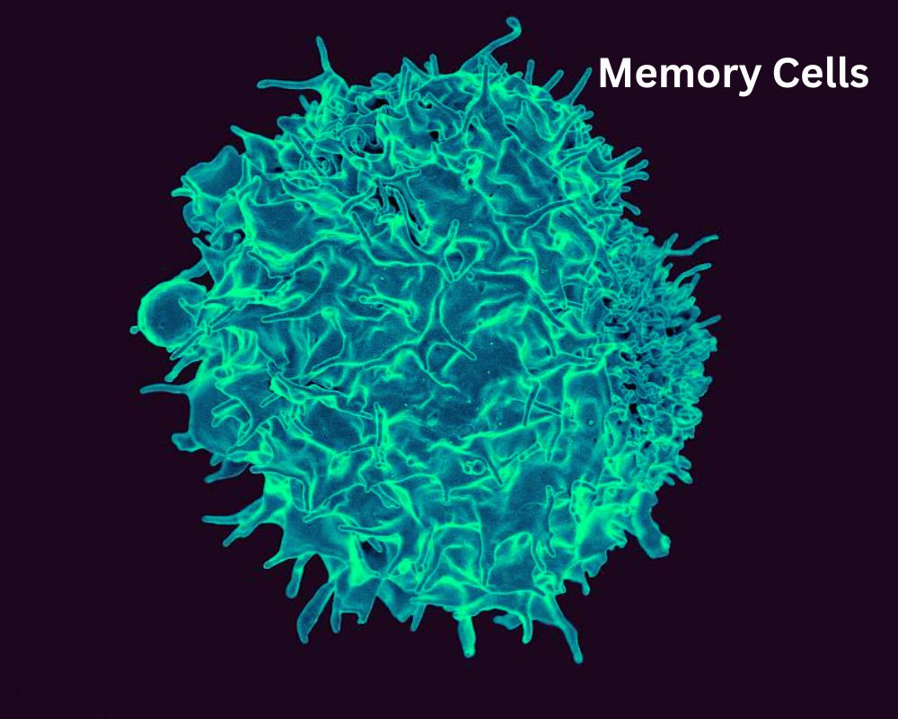 Plasma Cells and Memory Cells - The best 6 difference