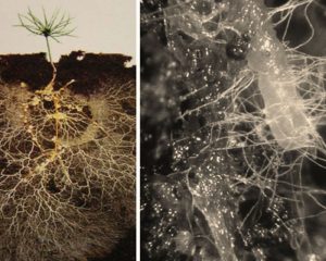 Mycorrhizae