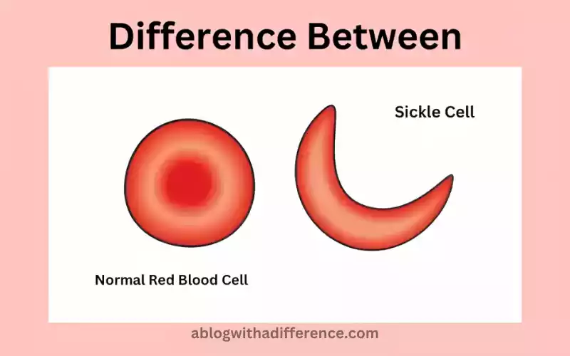 Normal Red Blood Cell and Sickle Cell
