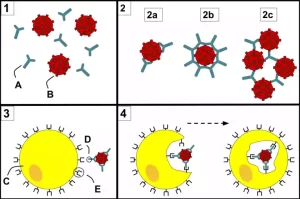 Opsonization