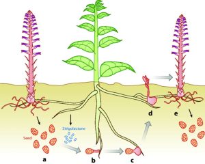 Parasitic Roots