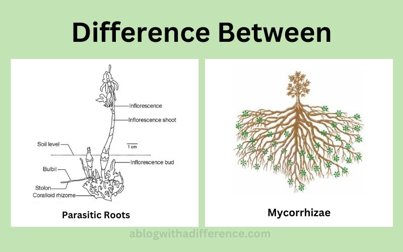 Difference Between Parasitic Roots and Mycorrhizae