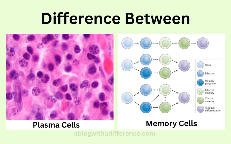 Plasma Cells and Memory Cells