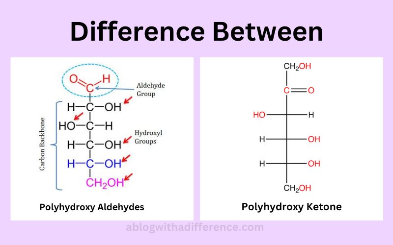 Difference Between Polyhydroxy Aldehydes and Polyhydroxy Ketone