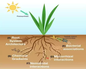 Rhizosphere