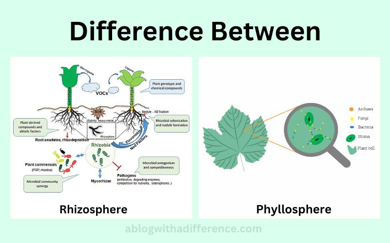Rhizosphere and Phyllosphere
