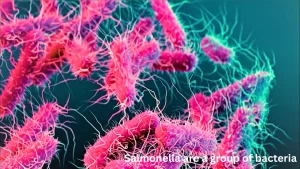 Salmonella-are-a-group-of-bacteria.