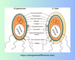 Salmonella typhi and Salmonella typhimurium
