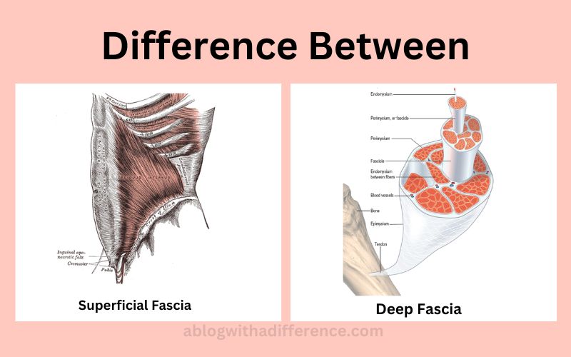 Difference Between Superficial and Deep Fascia