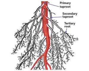 Taproot