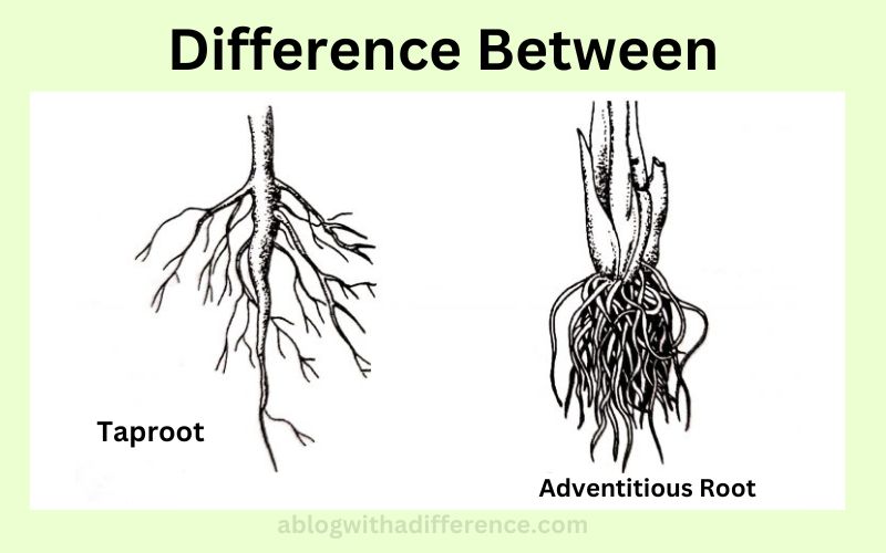 Taproot and Adventitious Root