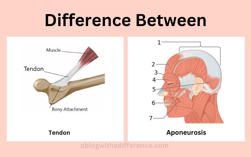 Difference Between Tendon and Aponeurosis