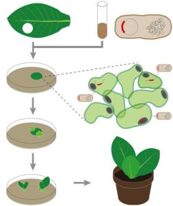 Transgenic Organism