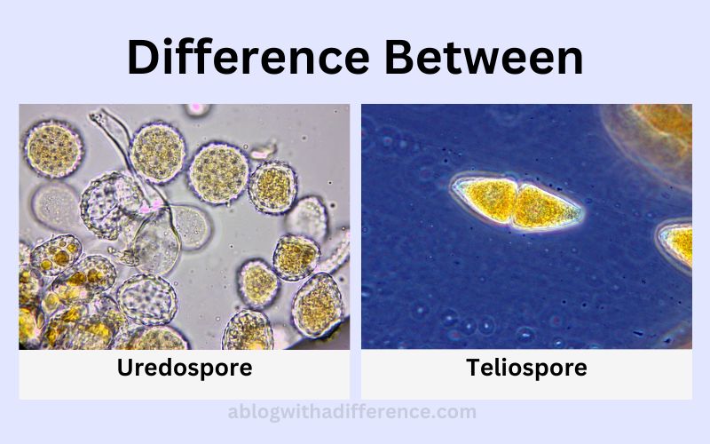 Uredospore and Teliospore