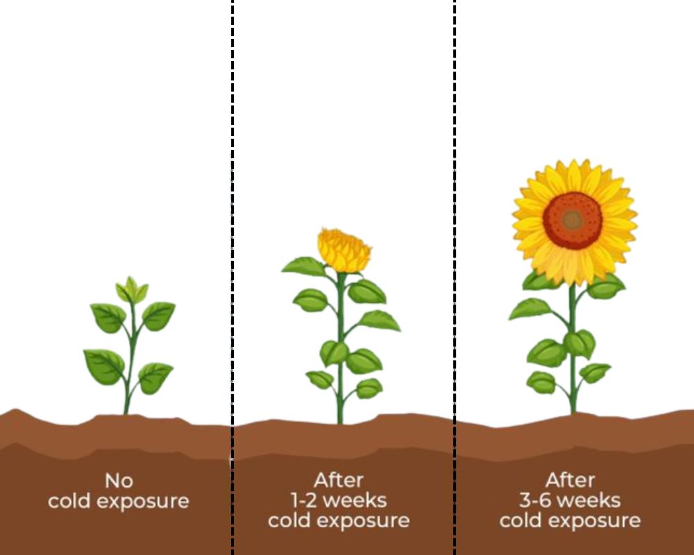 Vernalization and StratificationThe best 5 fancy difference
