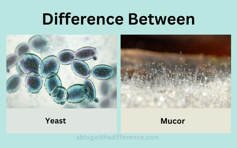 Yeast and Mucor