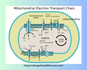 chemiosmosis in mitochondria and chloroplasts