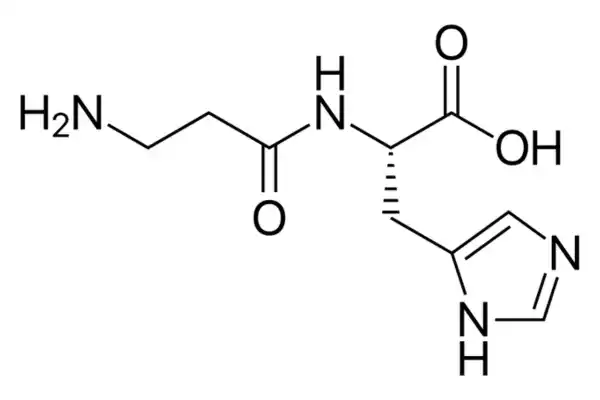 l Carnosine